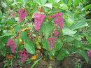 Malaysian Orchid